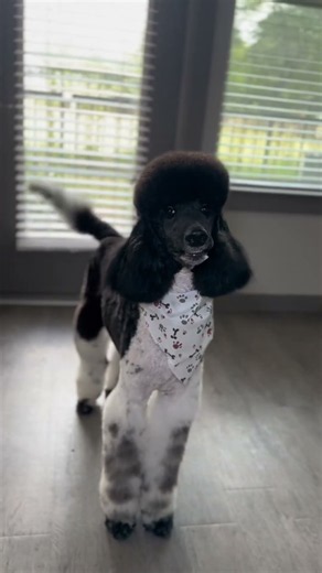 Not gonna lie i was super nervous bout this one Saks was amazing for his groom today and it cou
