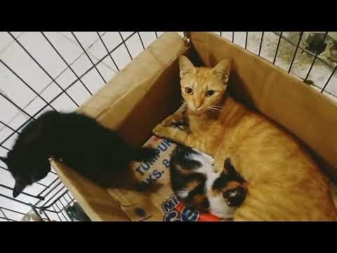 Funny Cute Kitten Tiny Calico Cat Compilation 1 Watch These Funny Cats Play So Happily