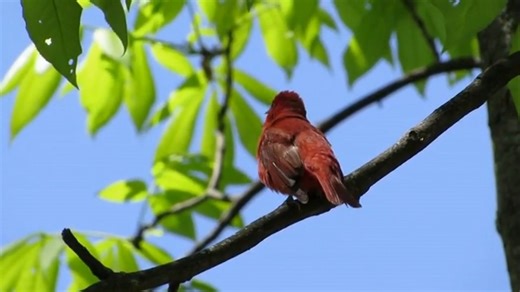 Summer tanager singing (Piranga rubra) | BIRDS & Nature