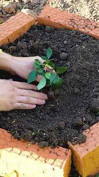 Easy Ways to Grow Plants in Your Home Garden