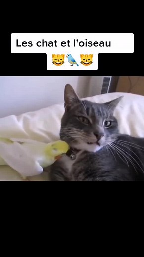 Vidéos de Tiktok_catshouse (@tiktok_catshouse0) avec Aristo-Cats (Instrumental) - Kimbo Children's Music