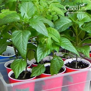Hardening off is an important step to reduce stress on your plants. If you harden off seedlings properly, they will be strong and capable of withstanding full sunlight, light breezes, spring rains, and fluctuating temperatures. Visit to learn more: https://growagoodlife.com/how-to-harden-off-seedlings/ | Grow A Good Life