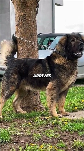 3 Guardian Dog Breeds Almost Nobody Knows About