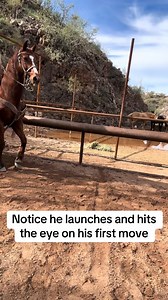 Watch here to see what it looks like in slow motion for two different sized horses on a WSTR start. #teamroping #thementalgameisthegame #barrier | Tenney Training-Mental Game Specialists
