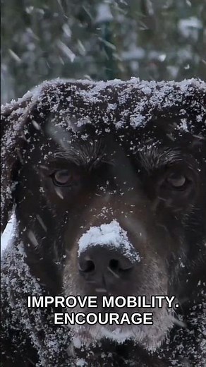 Evening Flexibility Check: Is Your Aging Dog Struggling with Mobility?