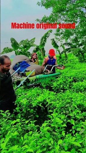 only tea cutting machine original sound