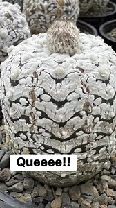 Parece huevo de aliens 😱😱😱 | Plantas y mas1