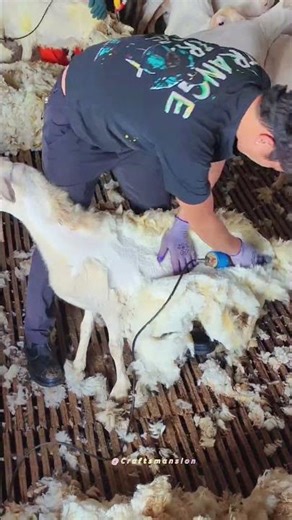Professional Sheep Shearing for Optimal Wool Quality and Health