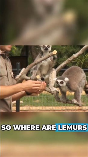 Welcome to Lemur Island!
