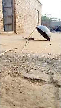 how to make a squirrel trap