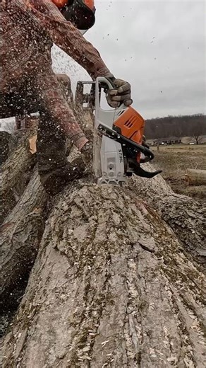 Trees to logs #logger #outdoorwork #chainsaw #stihl #husqvarna