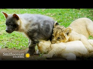 Unbelievable! Young Lions, a Hyena Pup, & a Meerkat Become Best Friends | Smithsonian Channel