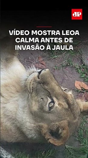 Vídeo mostra leoa calma antes de invasão à jaula #shorts