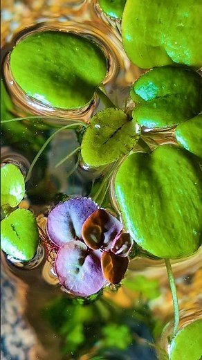 🌱 Frogbit VS Red Root Floaters 🌿