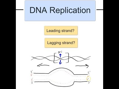 DNA Replication: Leading vs Lagging strands