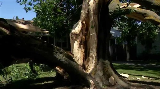 When temperatures go up, tree limbs fall down. Arborists warn of heat-stressed trees
