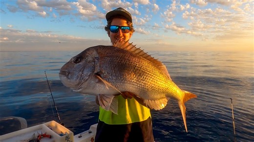 Summer snapper and big angry sharks off coastal Australia