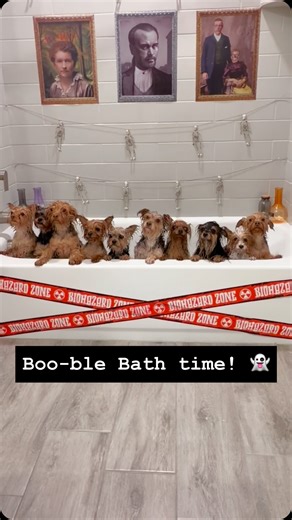 Bubble-bubble, toil & trouble, 10 Yorkies in a spooky bubble 🪄👻🫧 | The Utah Yorkies