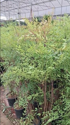 Nam thiên trúc lá xanh vẫn đẹp ở đâu?