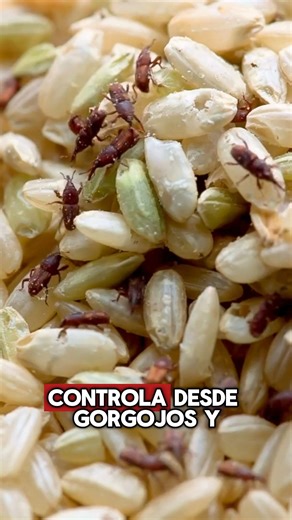 💨 AQUATROL – Control eficaz con poder de acción inmediata Insecticida en emulsión base acuosa formulado con piretrinas (3%), ideal para áreas sensibles donde se requiere control profesional sin dejar residuos agresivos. 🪳 Elimina: cucarachas, moscas, mosquitos, hormigas, gorgojos, grillos, palomillas y más. 💧 Base acuosa: menor olor, menor residuo, mejor aplicación. ⚠️ Seguridad garantizada: categoría toxicológica IV (precaución). 🔴 AQUATROL – equilibrio perfecto entre eficacia, precisión y 