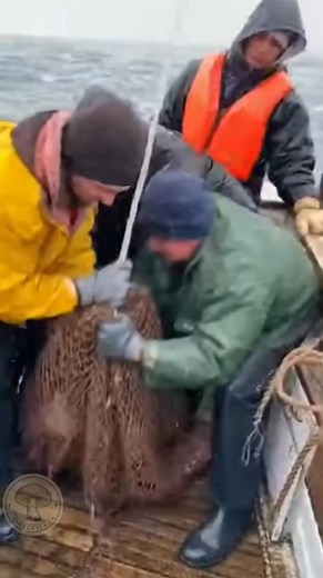 La Pesca Maldita del Mar del Norte Nadie en el puerto creía las historias del viejo Capitán Miller sobre lo que realmente habitaba en las zonas muertas del Atlántico. Su tripulación, jóvenes y ambiciosos, solo buscaban la pesca del siglo para pagar sus deudas. Esa mañana, el radar detectó una masa enorme a 50 metros de profundidad. Pensaron que era un banco de atún gigante o quizás un esturión récord. El cabrestante gimió bajo la tensión, y la lluvia golpeaba con fuerza contra los impermeables a
