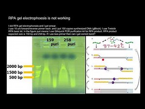 Recombinase Polymerase Amplification (RPA) Troubleshooting