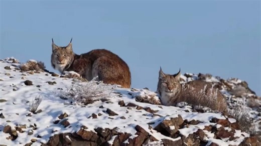 Xinjiang's Karamay records first Eurasian lynx sighting