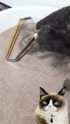 GOODBYE CAT FUR 🐱🐱 | Smart and easy home gadget to remove fur that even your cat could use #shorts