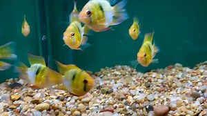 XL German Blue Balloon Angel Rams, $24.99ea | About Fish, Inc.