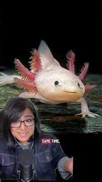 How Axolotls Regrow Entire Limbs