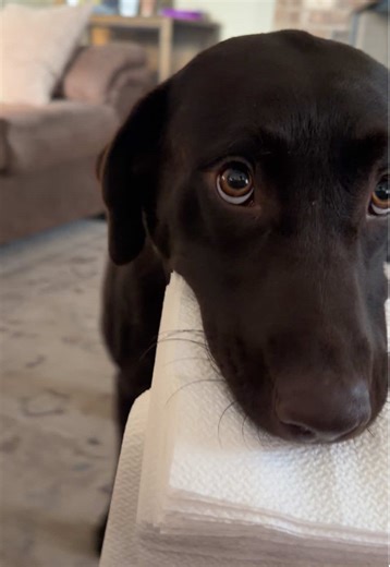 The audacity of catching me when I finally succeed 🐶 🦴 #dog #labradorretriever #badboy #sillygoose #dogmomlife