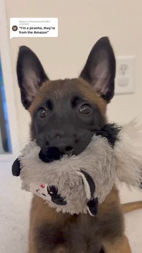 Scary lil Piranha.. | malinois lovers