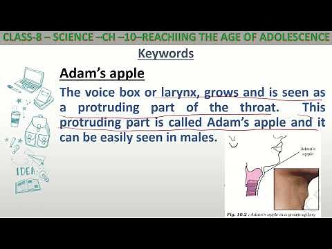 Definition of Adam's apple for class 8 science.