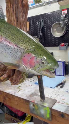 Rainbow trout reproduction #fishart #fishreplica #rainbowtrout #fishing