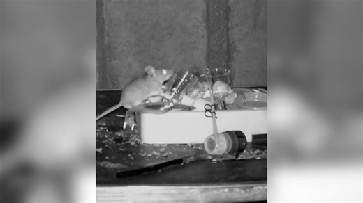 365K views · 344 reactions | He wanted to figure out who kept tidying up his shed. He never guessed his hidden camera would reveal this cute culprit! #animalkind | Humankind | Facebook