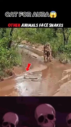 king#cobra#for #cat #aura#shaport #video #dekheye #sadboy #funny #majedar#video #dhekhe 😱😎😈😈🤫🤫😡😡🧐