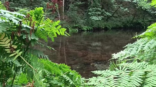 natureriverlive - Twitch