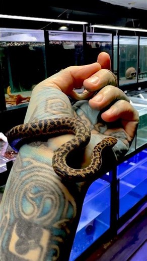 An Awesome First Snake! #paulstingray #reptileroom