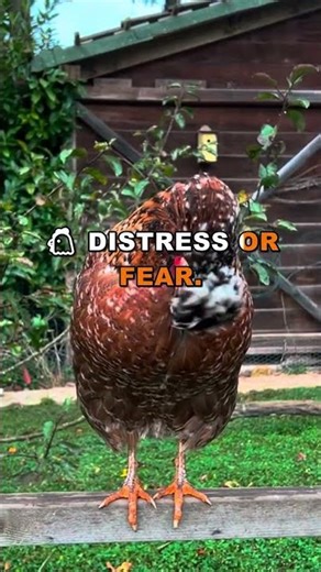 Why Chickens Laugh - You Won't Believe It!