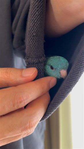 New Year Short Greetings from Lineolated Parakeet Wasabi #shorts