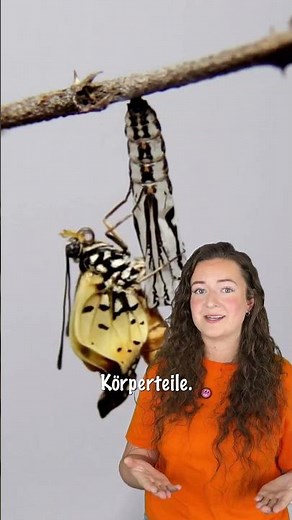 Wie wird aus einer Raupe ein Schmetterling? 🐛🦋