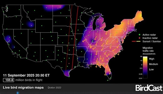 We're in the middle of bird migration season when billions of birds fly from North America to the tropics for the winter. The NOAA-supported BirdCast project can show you forecasts and live maps of how many birds are expected to be in-flight each night. NWS weather radar is an integral part of their bird migration monitoring. Check out https://birdcast.info | US National Weather Service Wilmington NC
