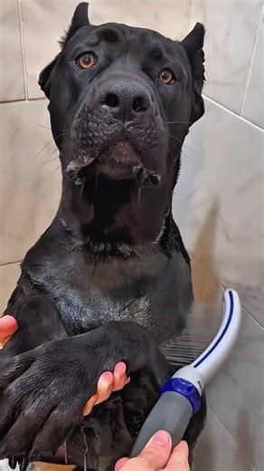 Effortless Dog Bathing Routine ASMR