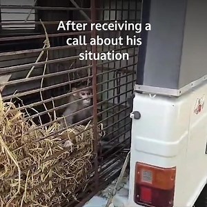 Imagine being caged in isolation for 10 years, treated as a “pet” – an object of amusement. This was all monkey Hanuman knew until PETA India and the Bihar forest department rescued him. After receiving vital care, he was finally returned to his natural habitat, free at last. Send a lifeline to an animal today. Your gift can help save those who would otherwise spend their life languishing in captivity, scared and alone. | PETA India