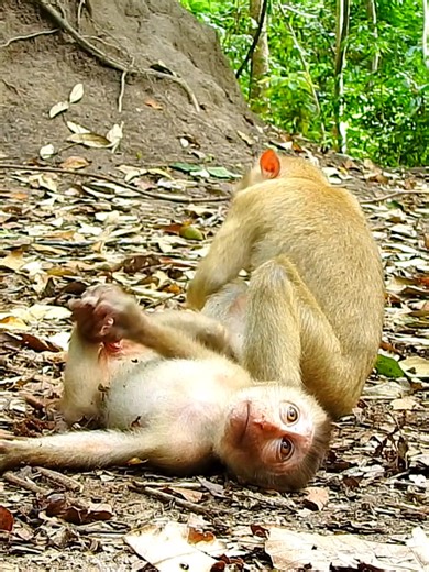 Royston Monkey Scratches His Itchy Spot