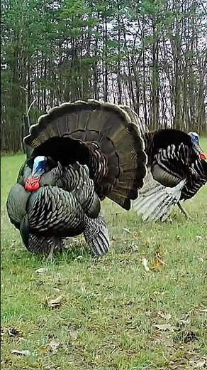 Turkey drumming and purring! #turkeyhunting #turkeydrumming #turkeygobbling