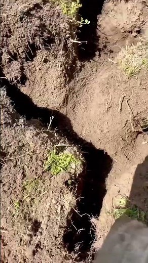 Curiously, why are gopher tunnels complex how to see gopher inside.::) ..