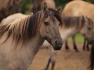 Dulmen Pony Information, Origin, History, Pictures