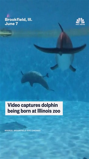 A dolphin gives birth at Brookfield Zoo Chicago. | NBC News
