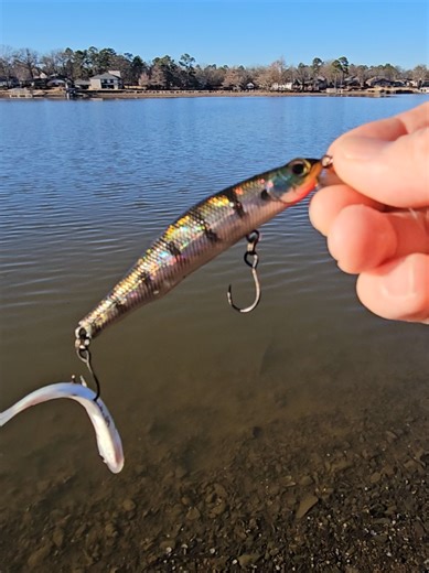 Catching Shad with Skunk: Tips and Tricks